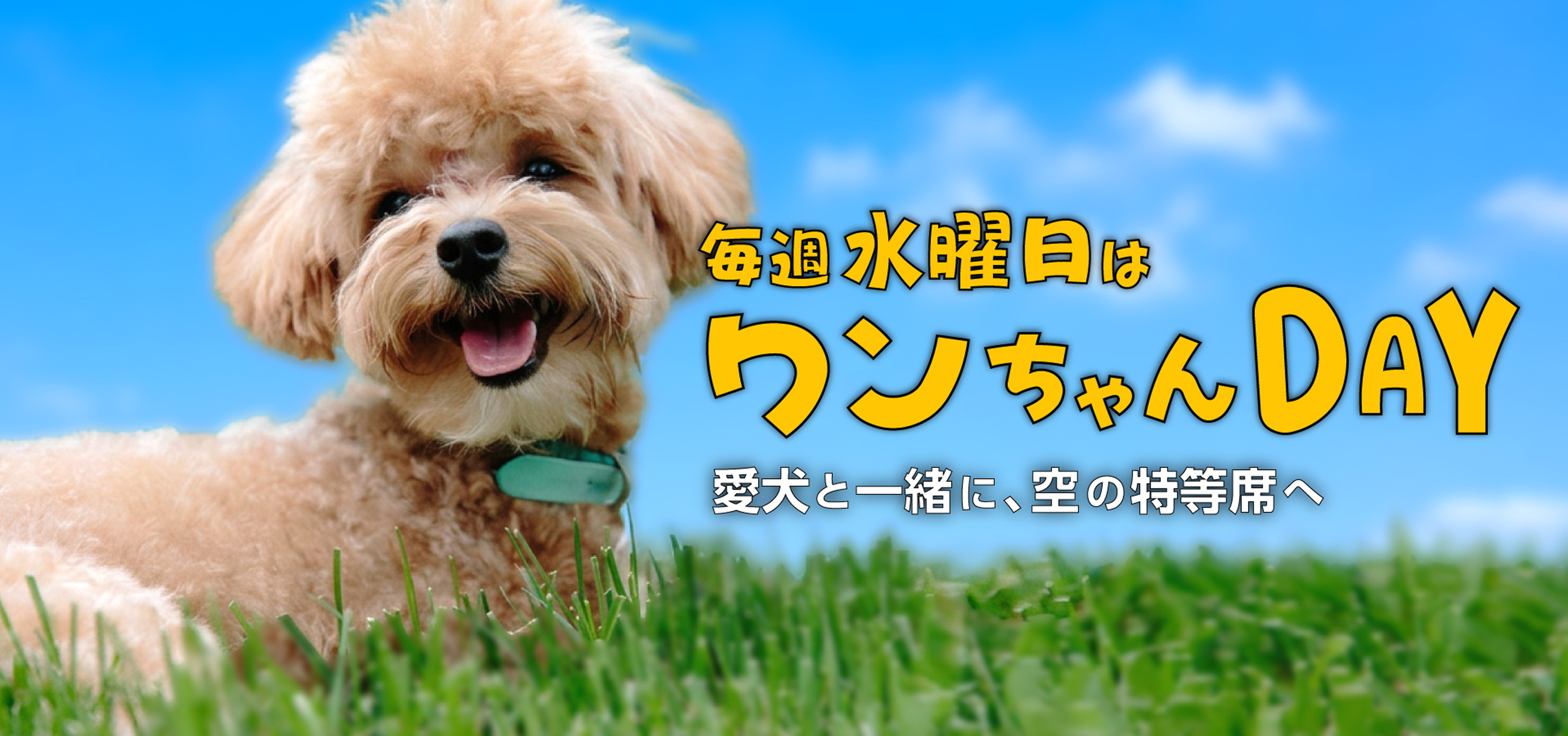 毎週水曜日はワンちゃんDAY